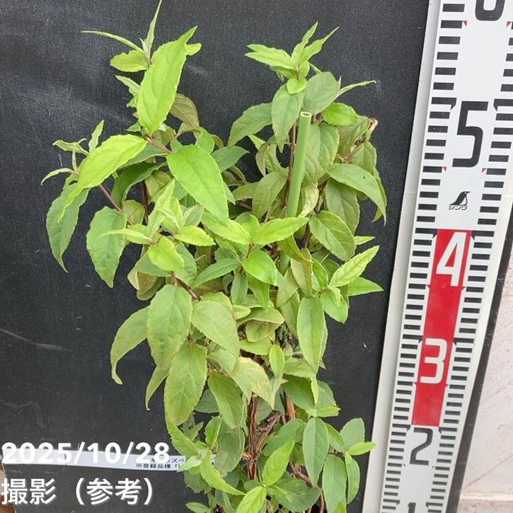 ウツギ ラズベリーサンデー 5号｜花木04-PA | 花木・庭木 | 赤塚植物園