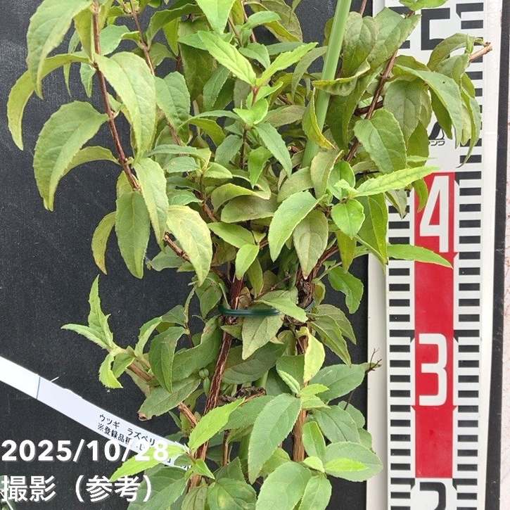 ウツギ ラズベリーサンデー 5号｜花木04-PA | 花木・庭木 | 赤塚植物園