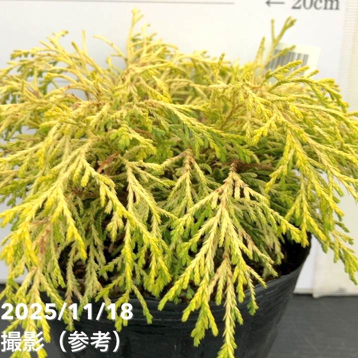 コニファー這性 ゴールデンモップ 5号｜花木10-TU | 花木・庭木,[垣根