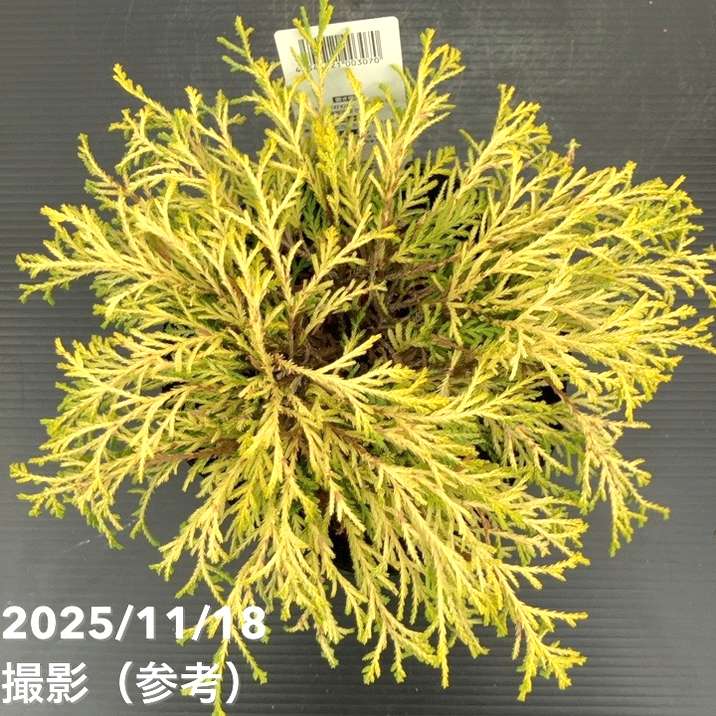 コニファー這性 ゴールデンモップ 5号｜花木10-TU | 花木・庭木,[垣根