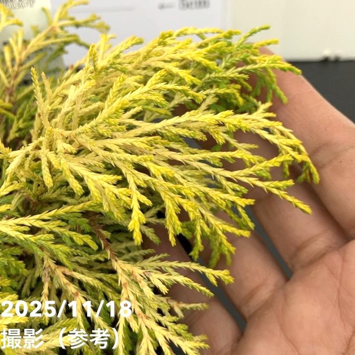 コニファー這性 ゴールデンモップ 5号｜花木10-TU | 花木・庭木,[垣根