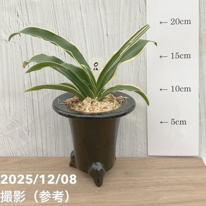 現品お届け】豊明園 万年青 オモト 覆輪龍 陶器鉢（O12）｜観葉10-TU