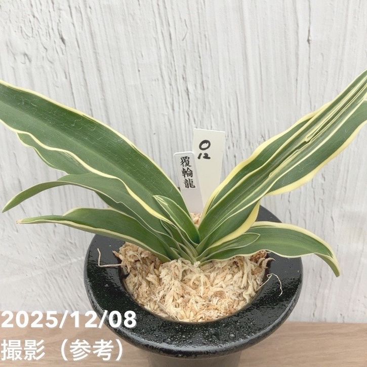現品お届け】豊明園 万年青 オモト 覆輪龍 陶器鉢（O12）｜観葉10-TU