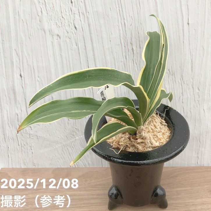 現品お届け】豊明園 万年青 オモト 覆輪龍 陶器鉢（O12）｜観葉10-TU
