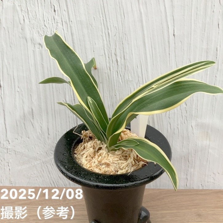 現品お届け】豊明園 万年青 オモト 覆輪龍 陶器鉢（O12）｜観葉10-TU