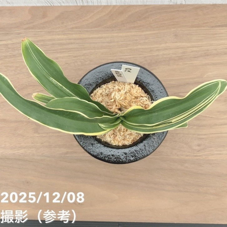 現品お届け】豊明園 万年青 オモト 覆輪龍 陶器鉢（O12）｜観葉10-TU