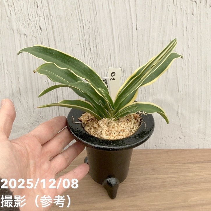 現品お届け】豊明園 万年青 オモト 覆輪龍 陶器鉢（O12）｜観葉10-TU