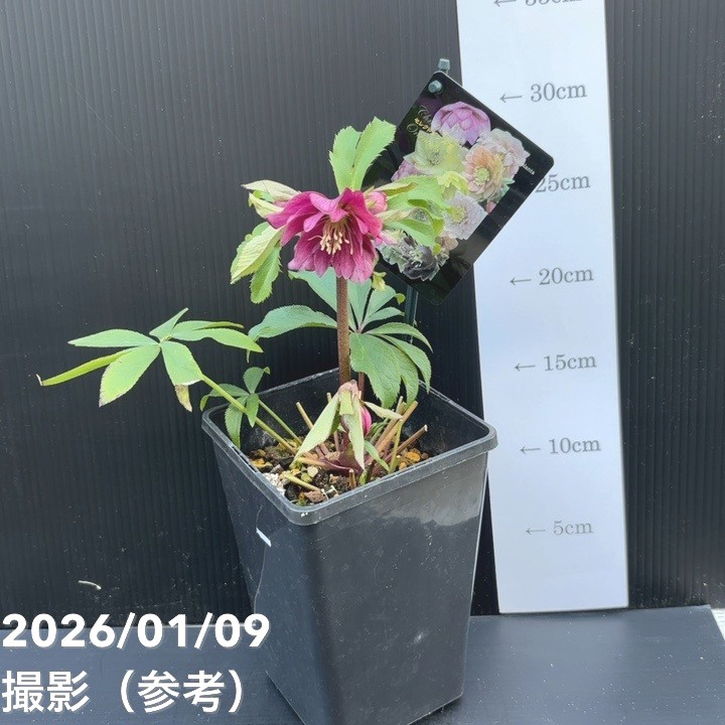 一点物】堀切園 クリスマスローズ ウィンターシンフォニー 5号角鉢