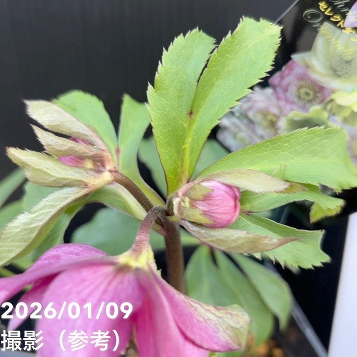 ウィンターローズ 2Fの増量 1点 一点物】堀切園 クリスマスローズ ウィンターシンフォニー 5号角鉢