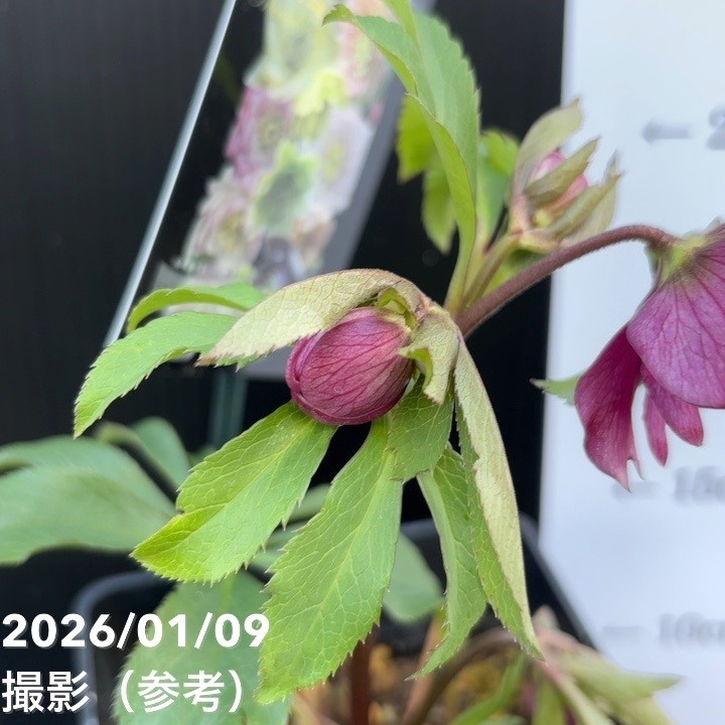 一点物】堀切園 クリスマスローズ ウィンターシンフォニー 5号角鉢