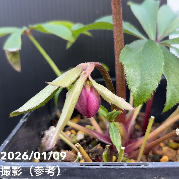 ウィンターローズ 2Fの増量 1点 一点物】堀切園 クリスマスローズ ウィンターシンフォニー 5号角鉢