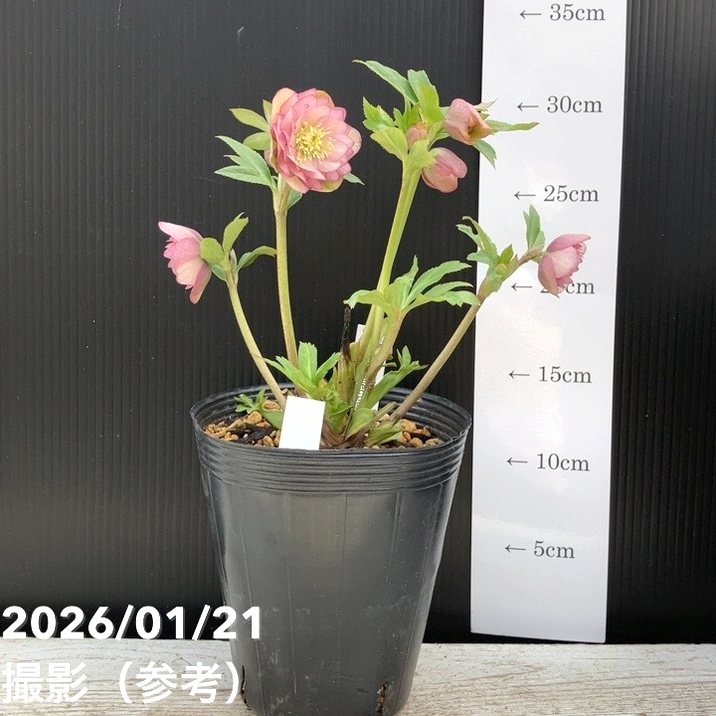 一点物】加藤農園 クリスマスローズ Little Collection 4.5号（KT20