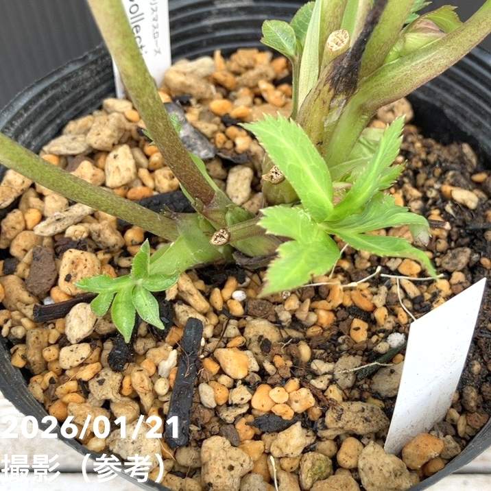 一点物】加藤農園 クリスマスローズ Little Collection 4.5号（KT20