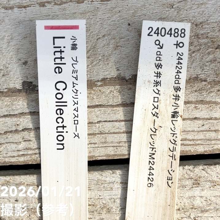 一点物】加藤農園 クリスマスローズ Little Collection 4.5号（KT20