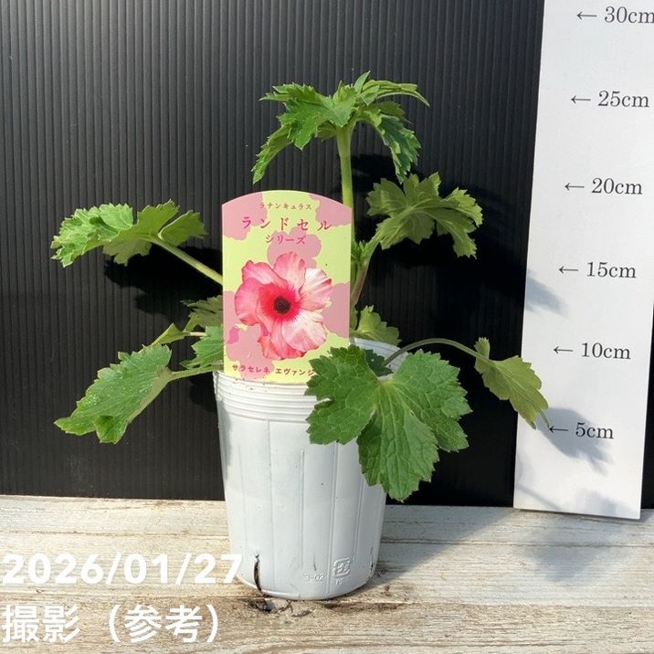 ラナンキュラス ランドセルシリーズ 3.5号 サラセレネ