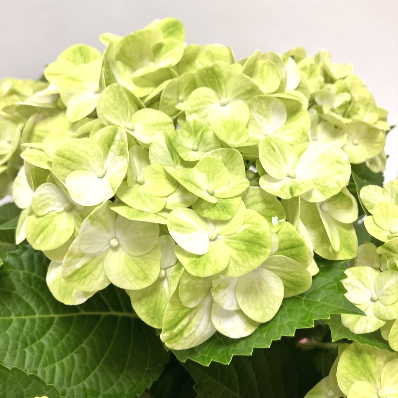 決算P5倍！10%OFF！8/2まで】【お届け5/12以降】母の日ギフト2026