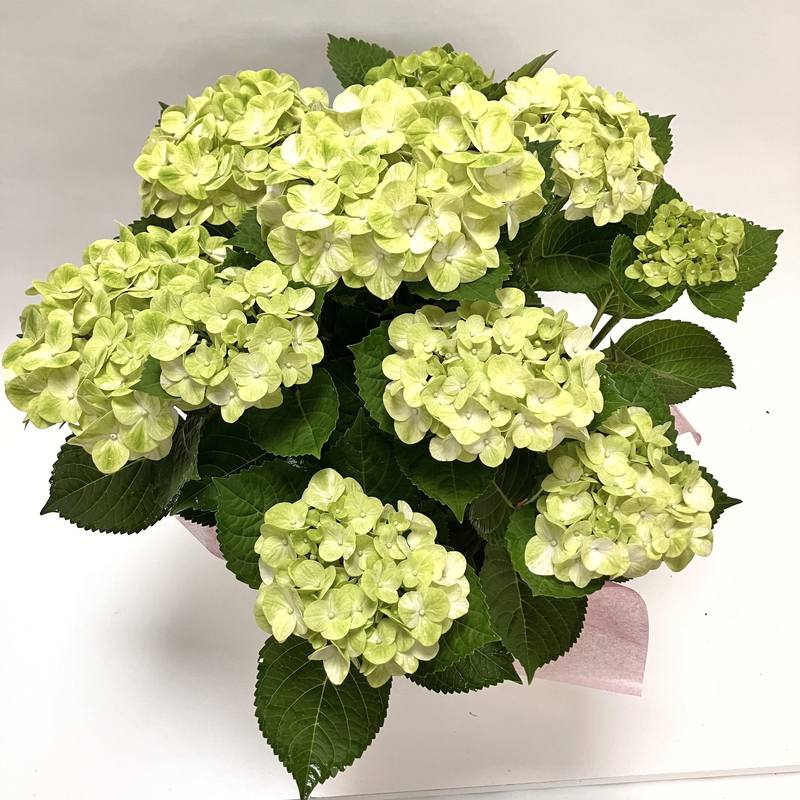 決算P5倍！10%OFF！8/2まで】【お届け5/12以降】母の日ギフト2026