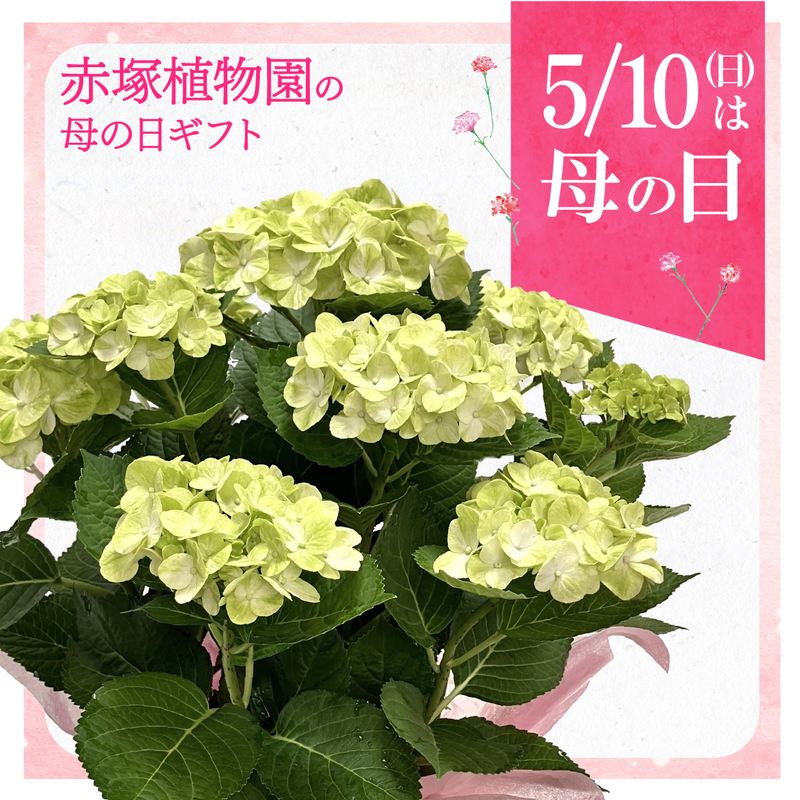 決算P5倍！10%OFF！8/2まで】【お届け5/12以降】母の日ギフト2026