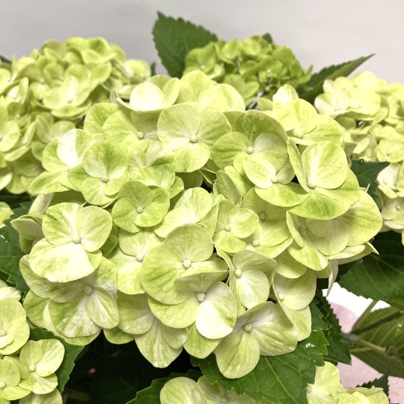 アジサイ グリーンラテ