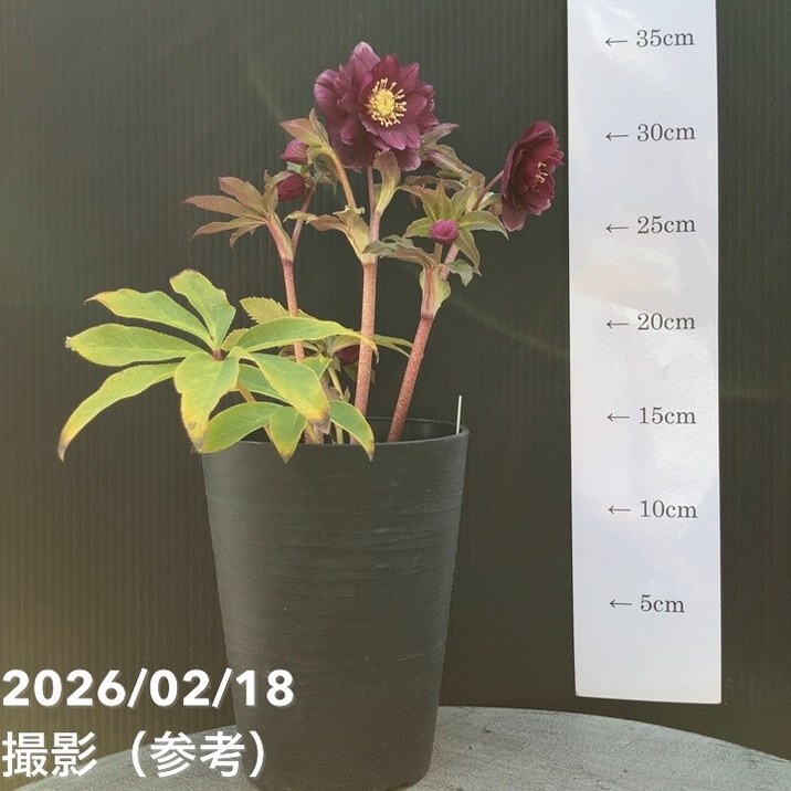 一点物】広瀬園芸 クリスマスローズ 4号（HR40）｜山野04-PA | 草花