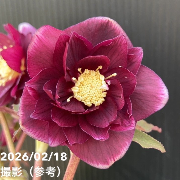 一点物】広瀬園芸 クリスマスローズ 4号（HR40）｜山野04-PA | 草花