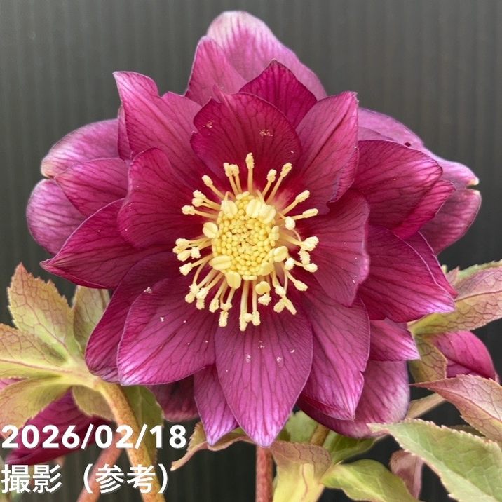 一点物】広瀬園芸 クリスマスローズ 4号（HR40）｜山野04-PA | 草花