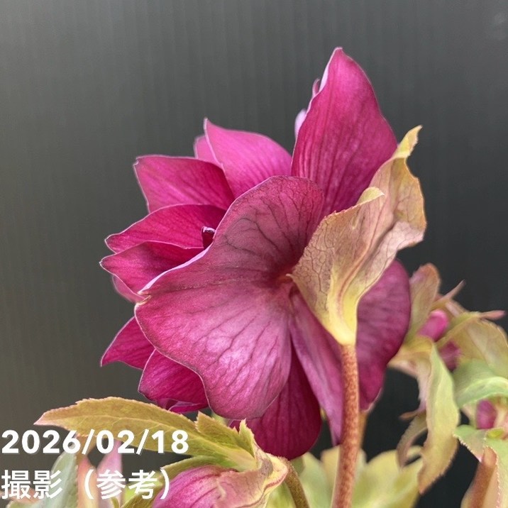 一点物】広瀬園芸 クリスマスローズ 4号（HR40）｜山野04-PA | 草花