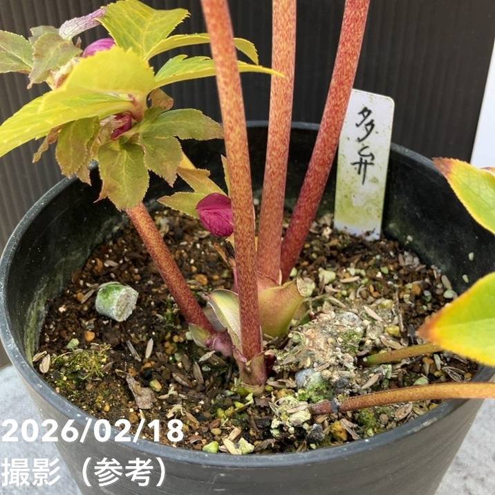 一点物】広瀬園芸 クリスマスローズ 4号（HR40）｜山野04-PA | 草花