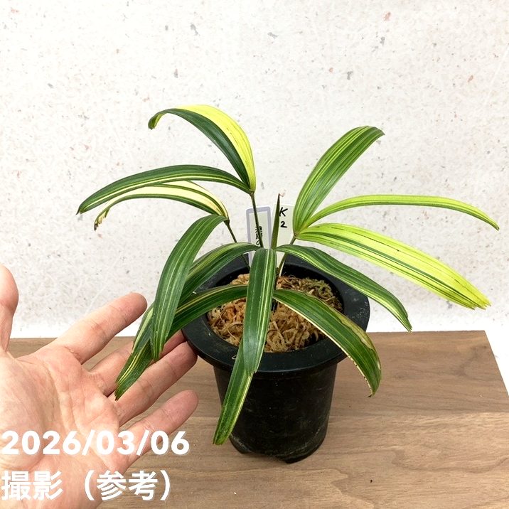 ２点の鉢 現品お届け】観音竹 カンノンチク 達磨の縞 だるまのしま プラ鉢（K22