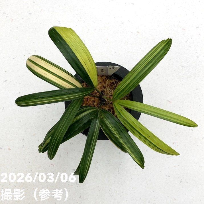 現品お届け】観音竹 カンノンチク 達磨の縞 だるまのしま プラ鉢（K22