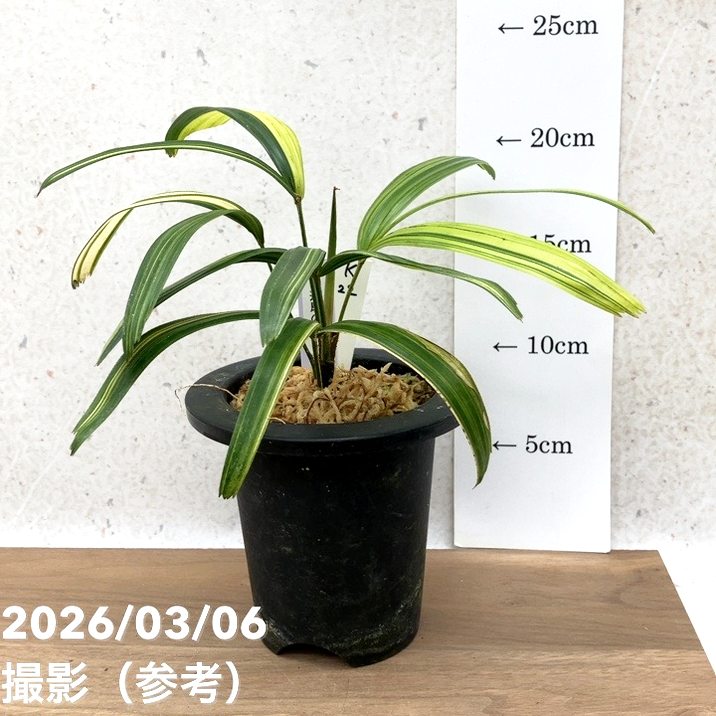 現品お届け】観音竹 カンノンチク 達磨の縞 だるまのしま プラ鉢（K22