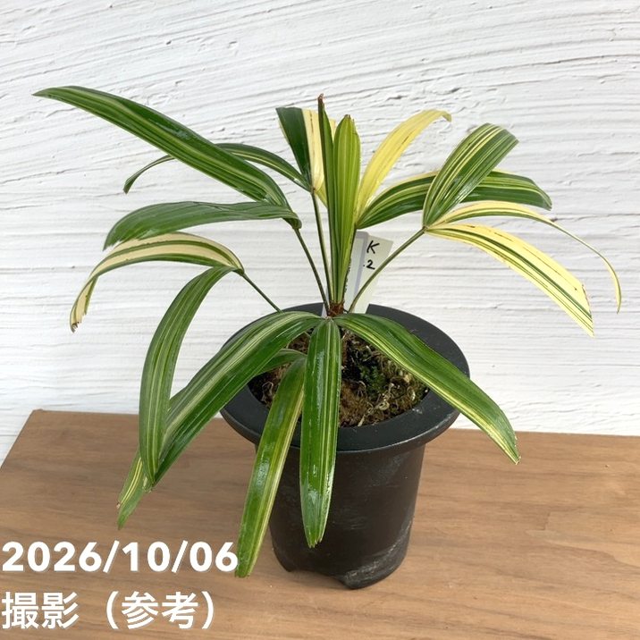 お買い得！1/5まで】【現品お届け】観音竹 カンノンチク 達磨の縞