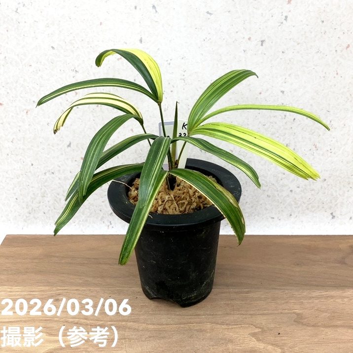 現品お届け】観音竹 カンノンチク 達磨の縞 だるまのしま プラ鉢（K22