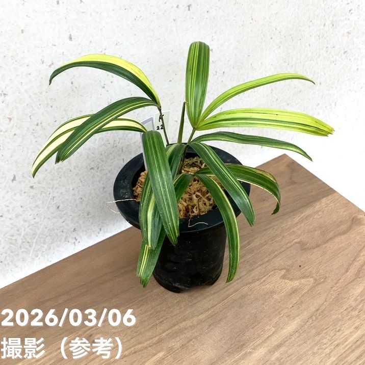 現品お届け】観音竹 カンノンチク 達磨の縞 だるまのしま プラ鉢（K22