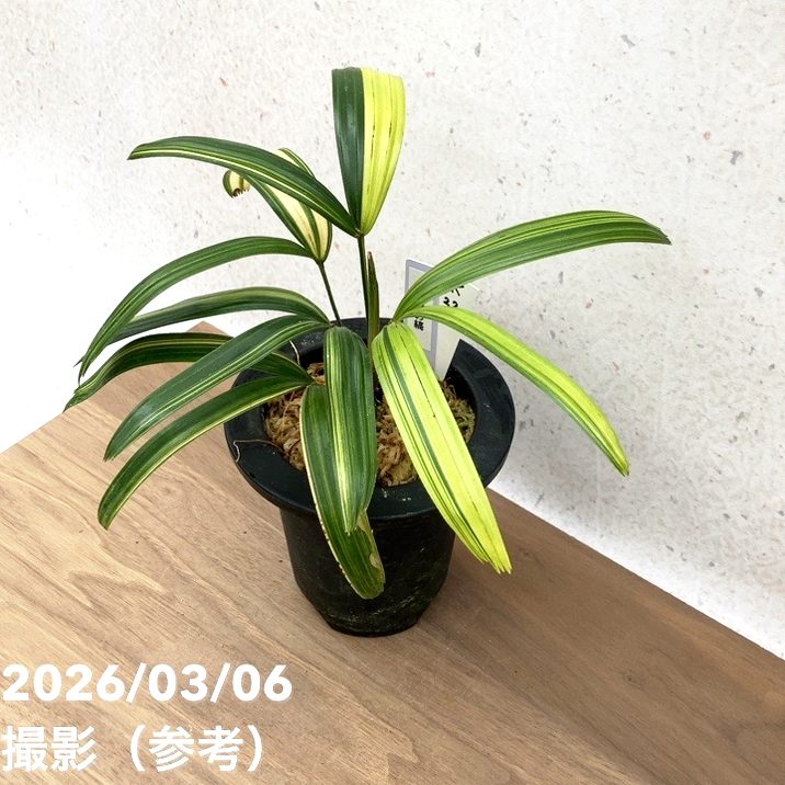 現品お届け】観音竹 カンノンチク 達磨の縞 だるまのしま プラ鉢（K22