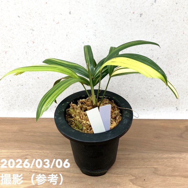 現品お届け】観音竹 カンノンチク 達磨の縞 だるまのしま プラ鉢（K22