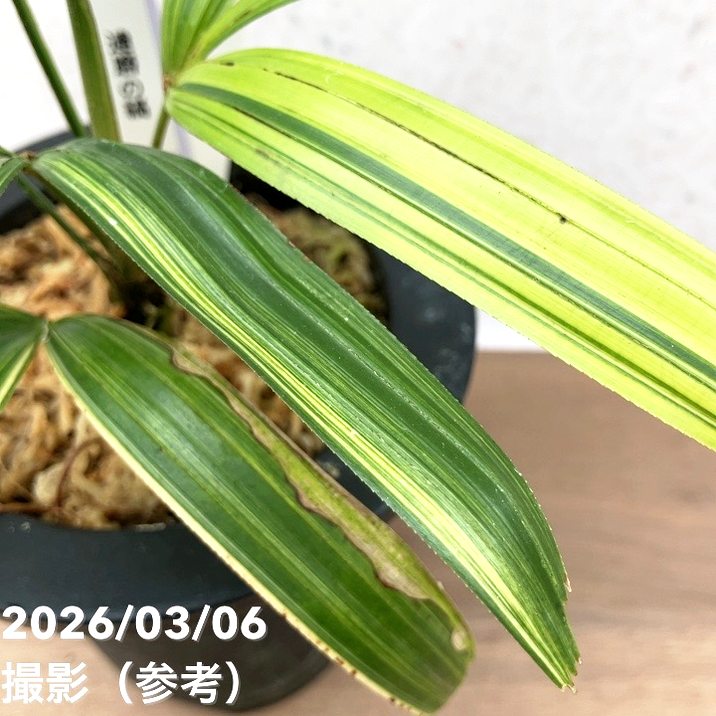 現品お届け】観音竹 カンノンチク 達磨の縞 だるまのしま プラ鉢（K22