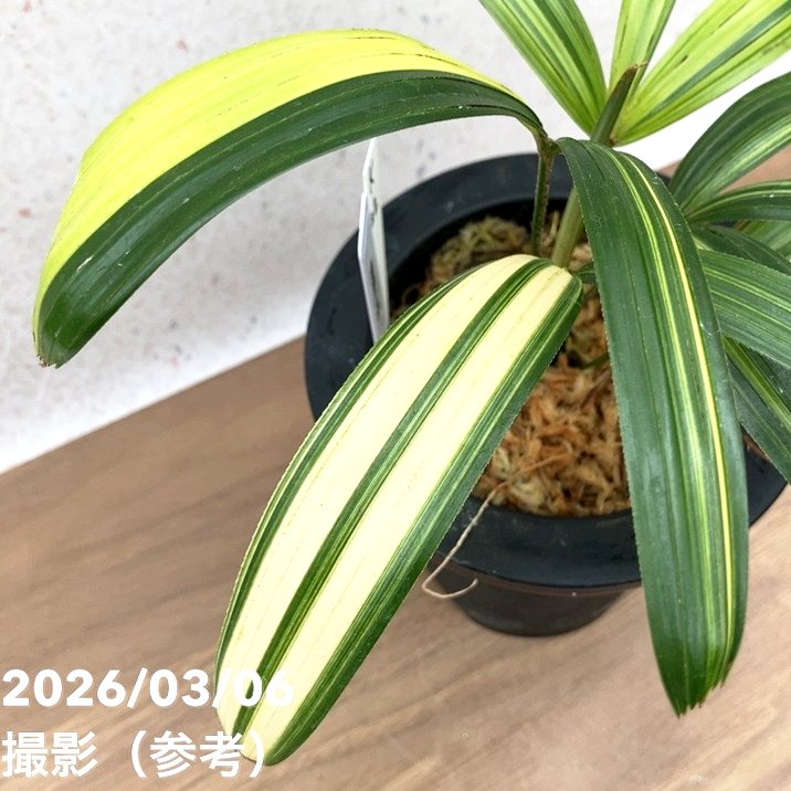 現品お届け】観音竹 カンノンチク 達磨の縞 だるまのしま プラ鉢（K22