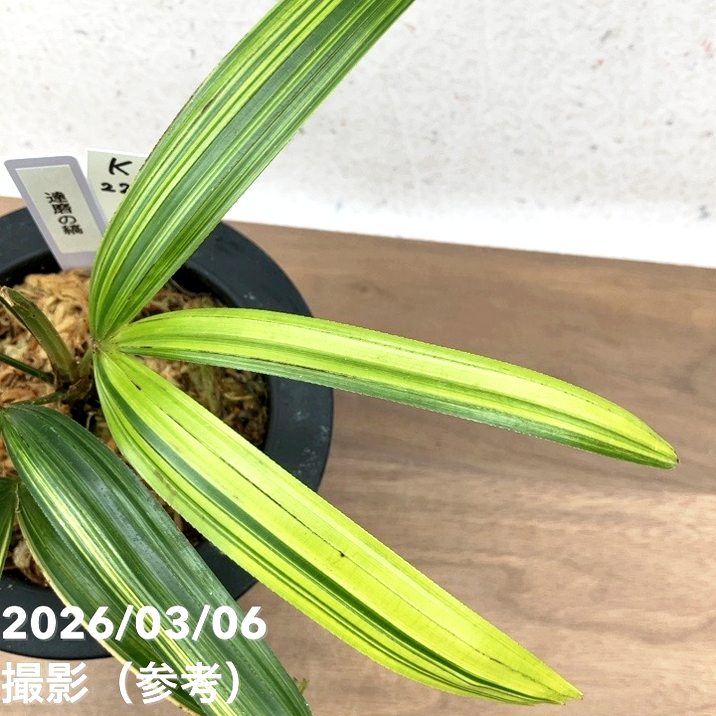 現品お届け】観音竹 カンノンチク 達磨の縞 だるまのしま プラ鉢（K22