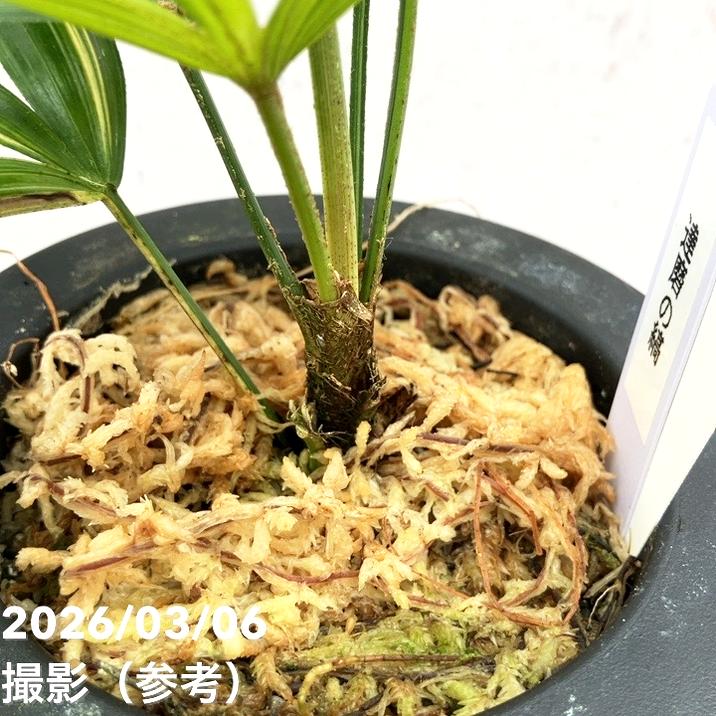 現品お届け】観音竹 カンノンチク 達磨の縞 だるまのしま プラ鉢（K22