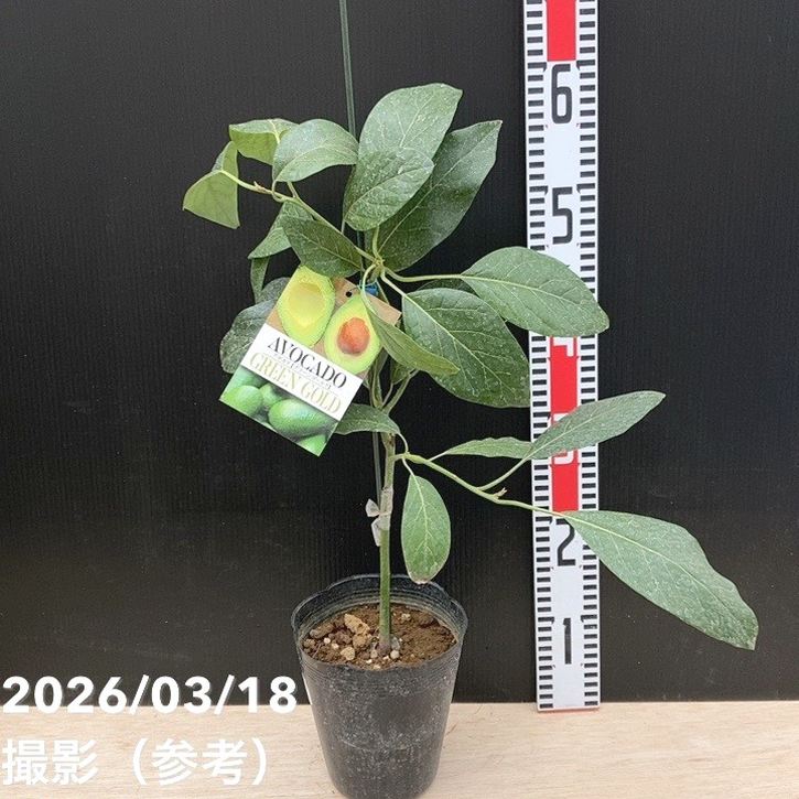 アボカド グリーンゴールド 5号｜果樹04-PA | 果樹 | 赤塚植物園