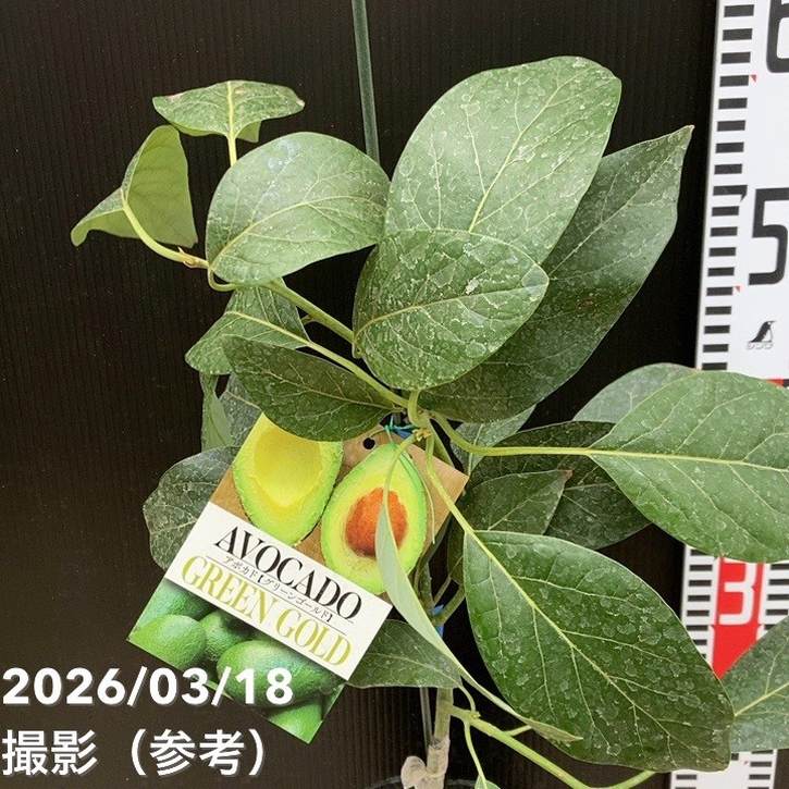 アボカド グリーンゴールド 5号｜果樹04-PA | 果樹 | 赤塚植物園