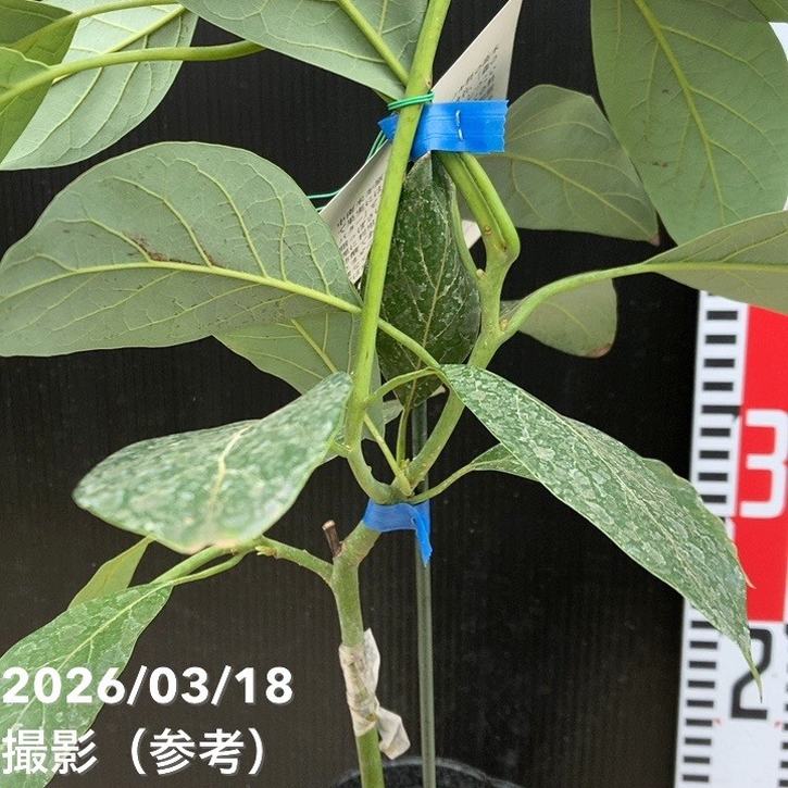 アボカド グリーンゴールド 5号｜果樹04-PA | 果樹 | 赤塚植物園