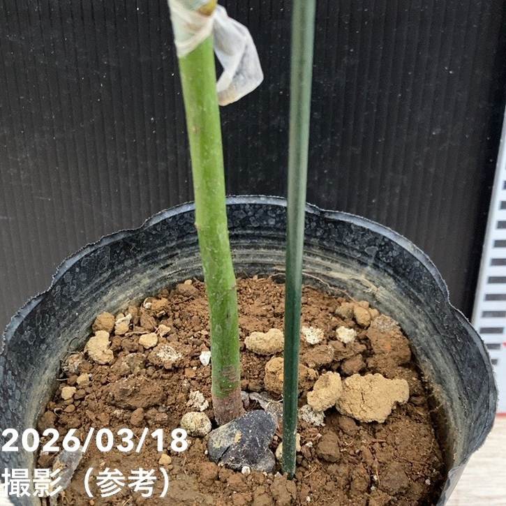 アボカド グリーンゴールド 5号｜果樹04-PA | 果樹 | 赤塚植物園