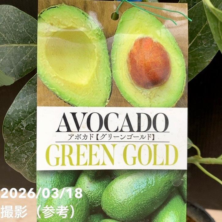 【アボカド(プロフ必読)】 特熟 食べごろアボカド | 株式会社ファーマインド