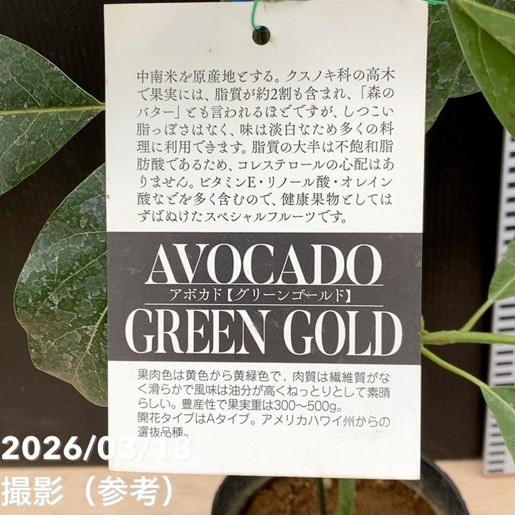 アボカド グリーンゴールド 5号｜果樹04-PA | 果樹 | 赤塚植物園