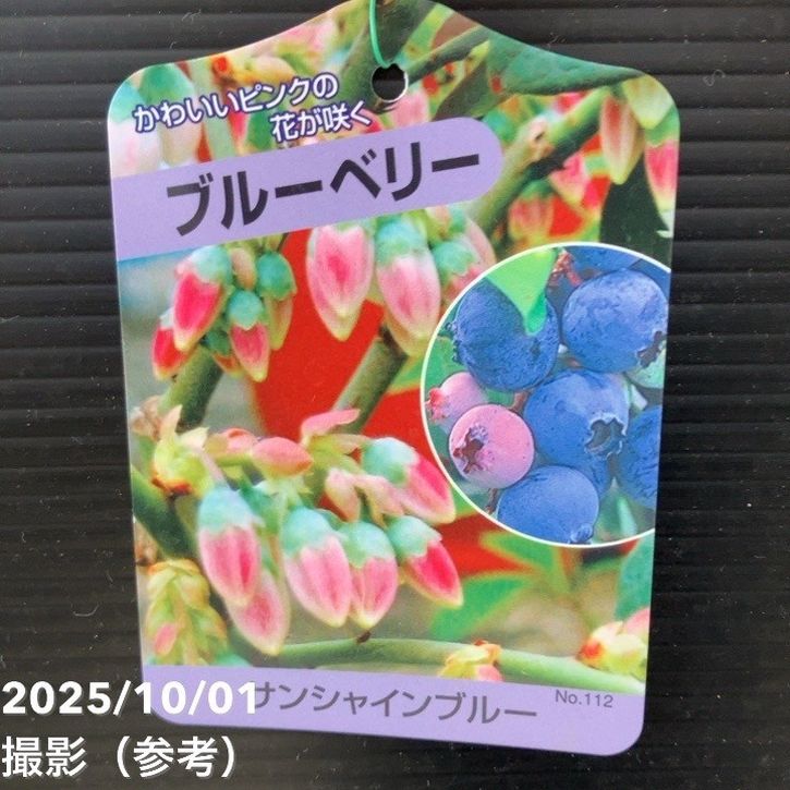 ブルーベリー サザンハイブッシュ系 サンシャインブルー 5号｜果樹10