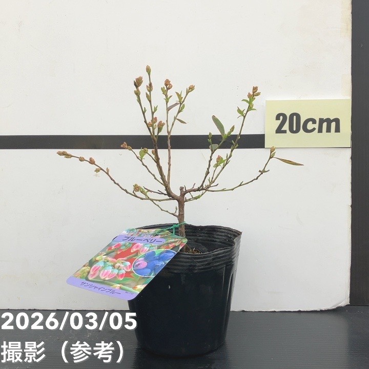 ブルーベリー サザンハイブッシュ系 サンシャインブルー 5号｜果樹10