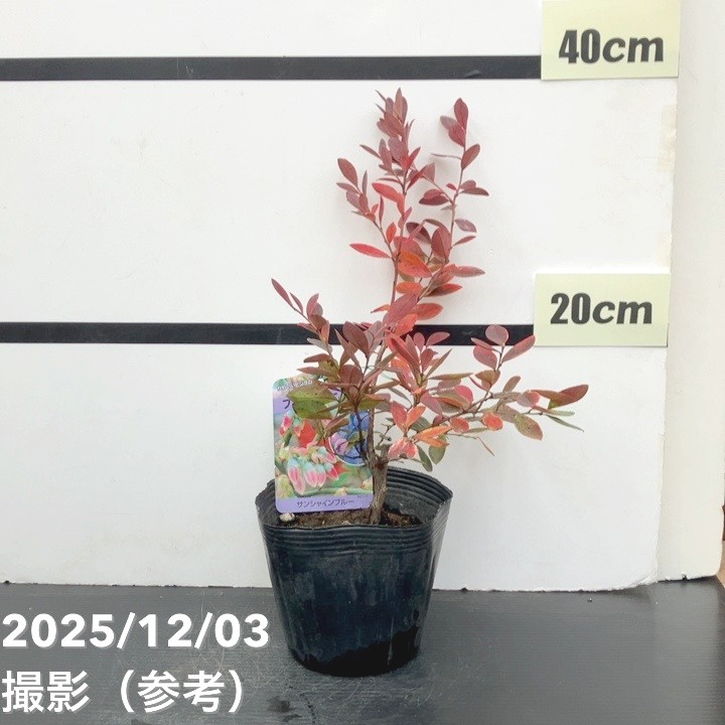 ブルーベリー サザンハイブッシュ系 サンシャインブルー 5号｜果樹10