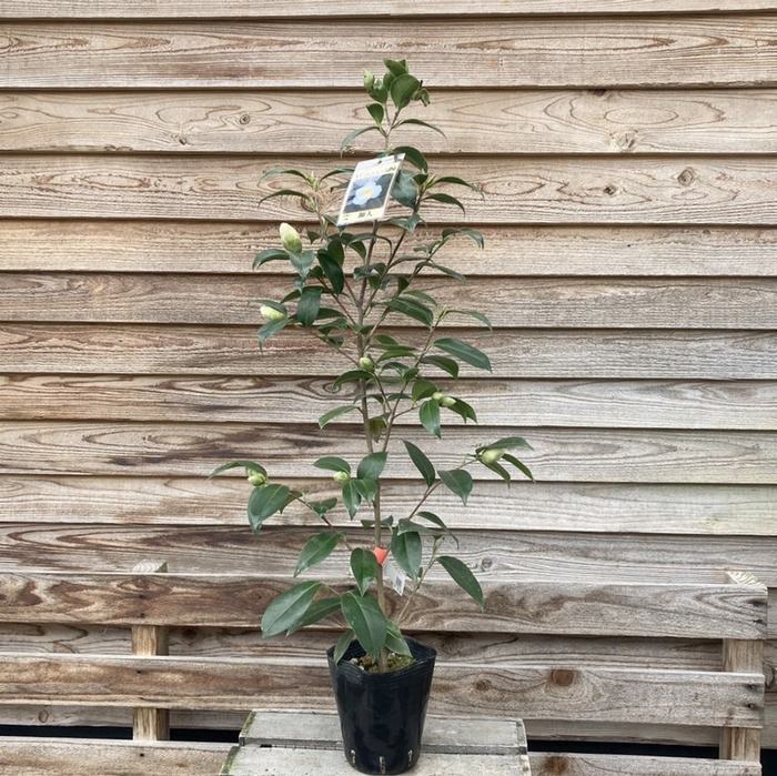 実付き　椿 椿 ツバキ 4号 師人［こだわりの前田ナーセリー苗］｜花木04-PA | 花木